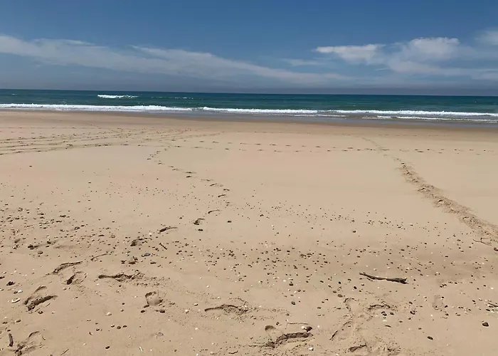 Oceanside Cap-ferret Willa